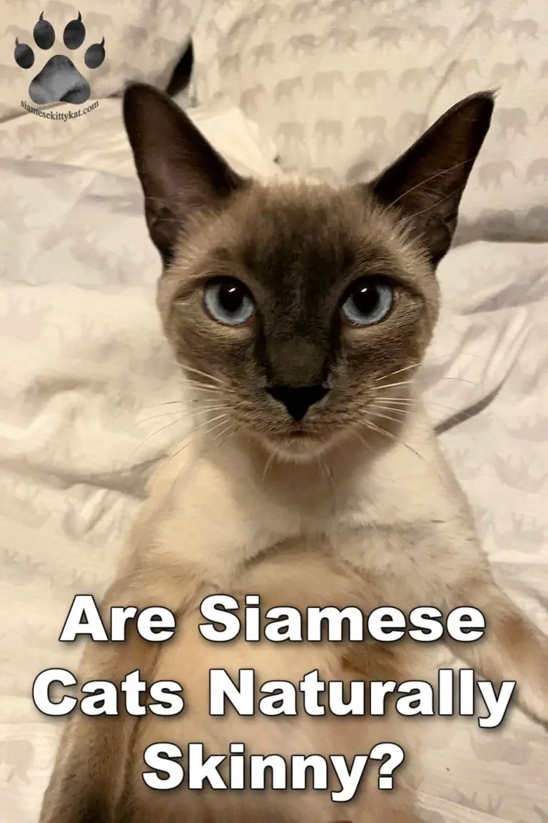 Siamese Cats' Body Type: Are They Naturally Skinny?