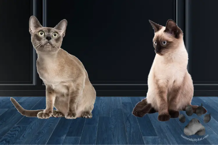 A photo of a Tonkinese and Siamese cat. Through this guide, you will now be able to tell your Siamese cat and Tonkinese apart...