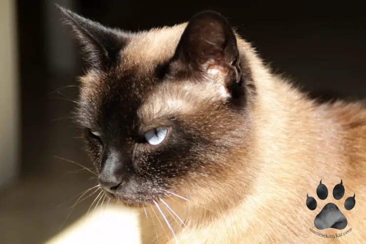42  Siamese cat personality aggressive behavior for desktop background