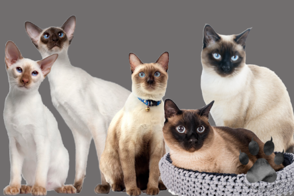 Siamese Cats: 5 Unique Differences You Must Know