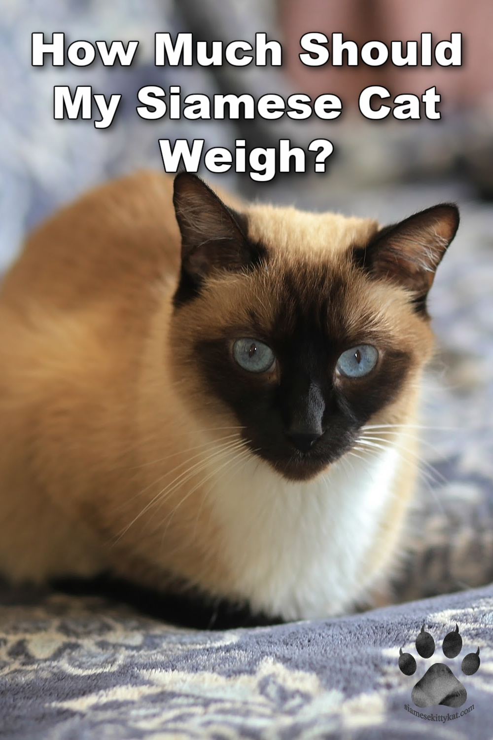 How Much Should My Siamese Cat Weigh? – Siamese Cats Rule