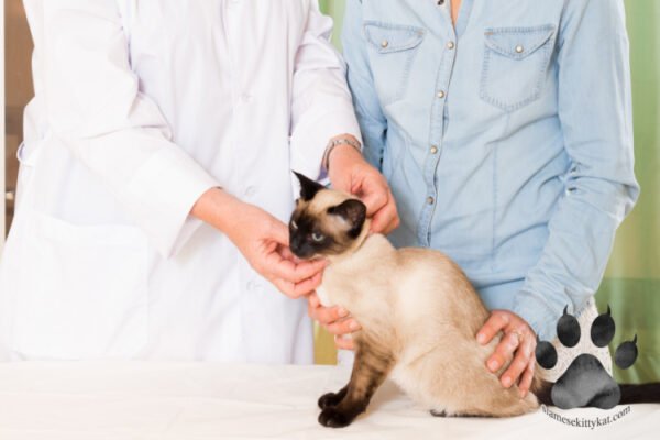 common-diseases-siamese-cats-are-prone-to-a-guide