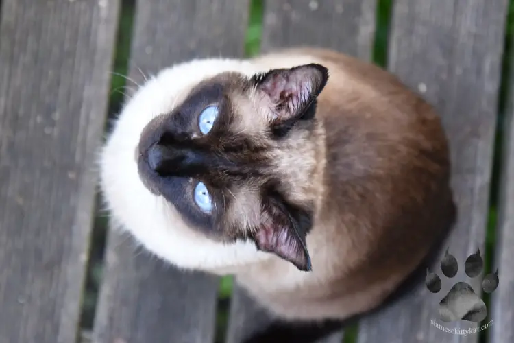Photo of a female Siamese cat looking up the camera...