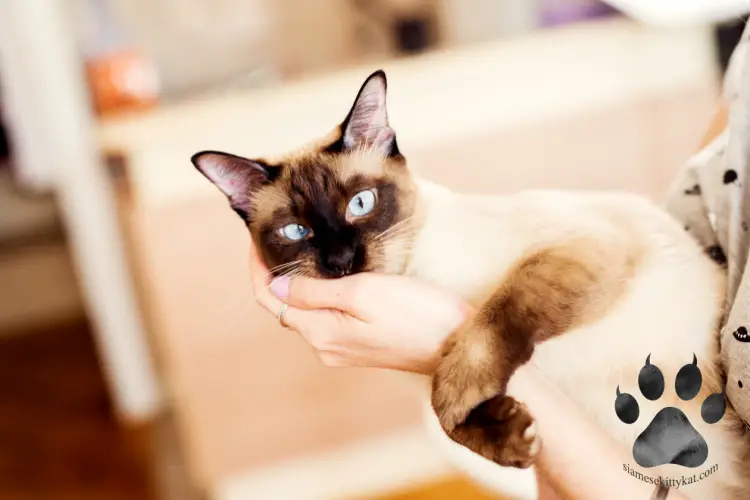 Photo of a pregnant Siamese cat being nursed by its owner. Image shows the dark color points of the cat indicating its a seal point Siamese cat. Photo generated by Katerina Gasset, former Siamese cat breeder and owner of 2 Siamese cats...
