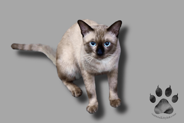Siamese Cat Urinary Problems Causes Signs And Treatments Siamese 