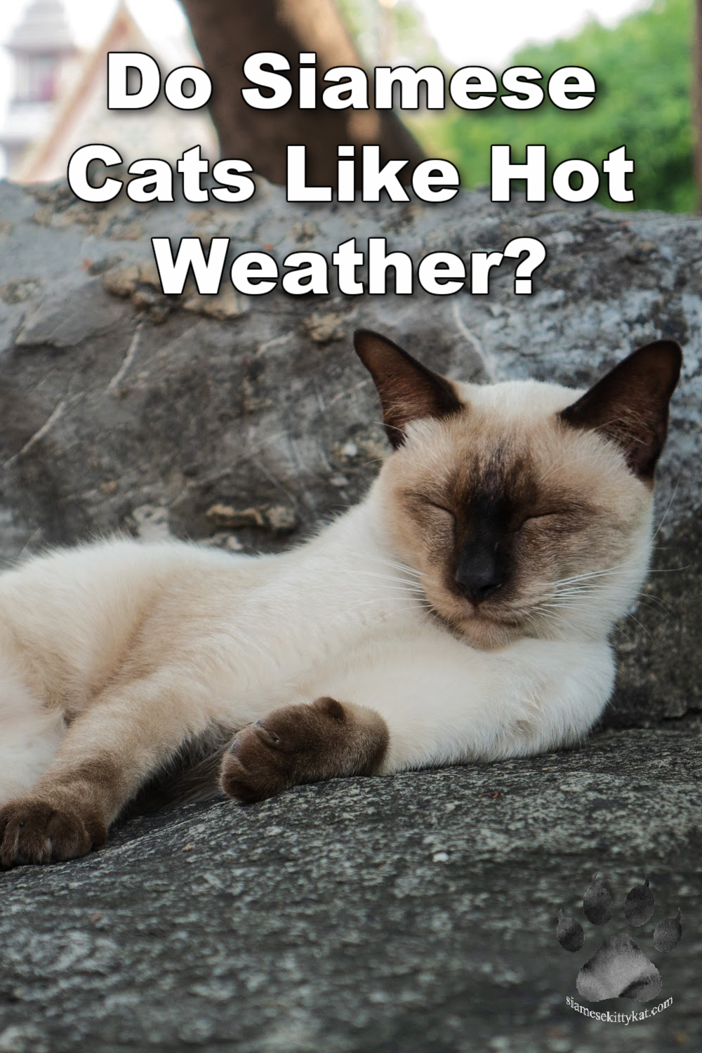 Do Siamese Cats Like Hot Weather? Tips for Comfort