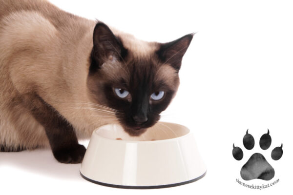 The 5 Best Foods For Siamese Cats With Sensitive Stomachs Siamese the-5-best-foods-for-siamese-cats-with-sensitive-stomachs-siamese