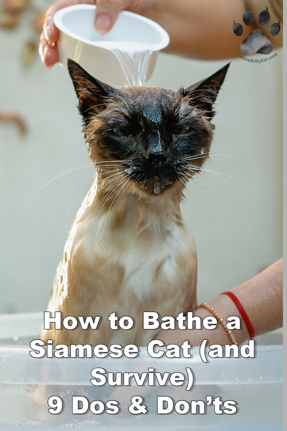 Bathing a Siamese Cat Do's & Don'ts Guide