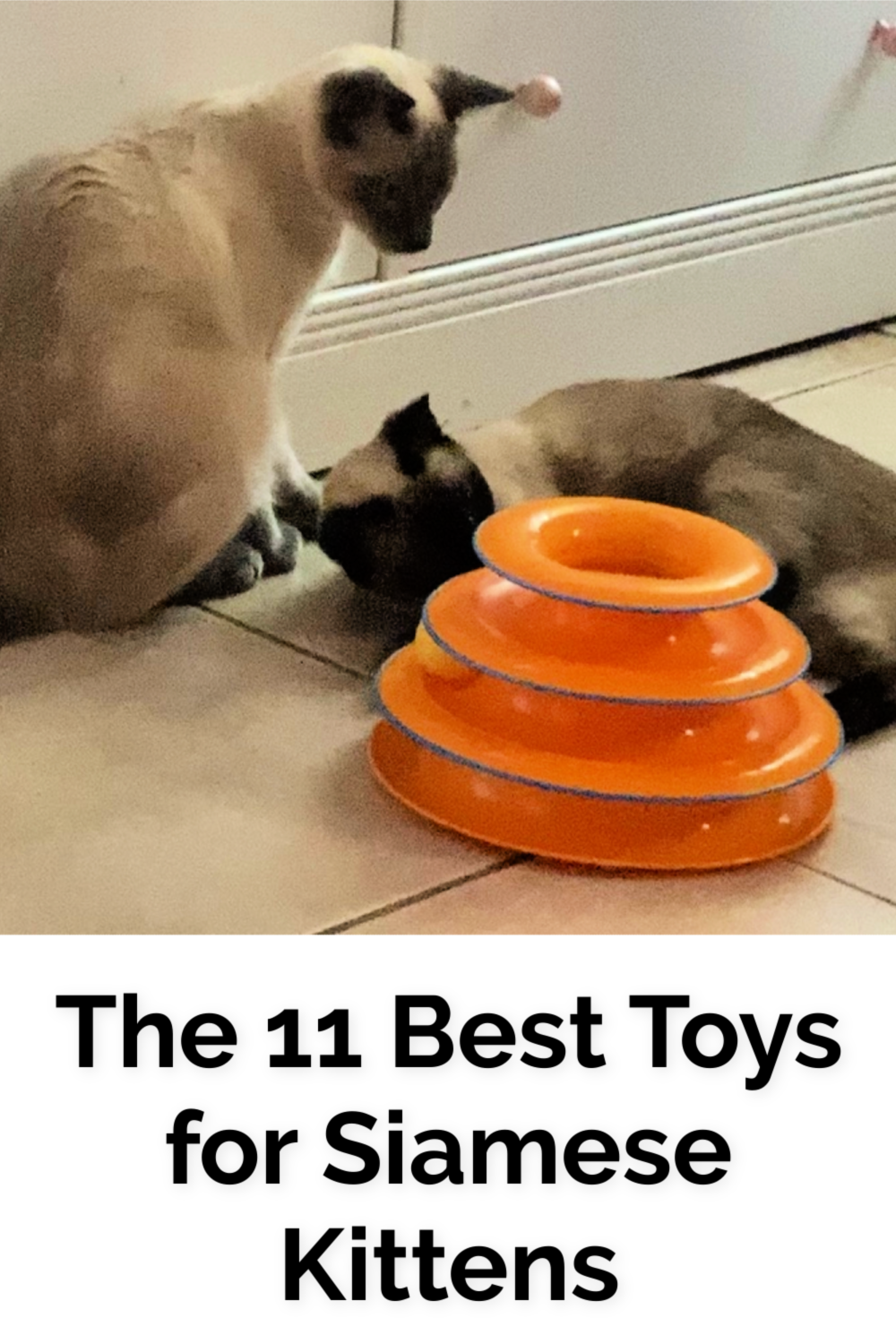 Top 11 Toys for Siamese Kittens Ultimate Guide