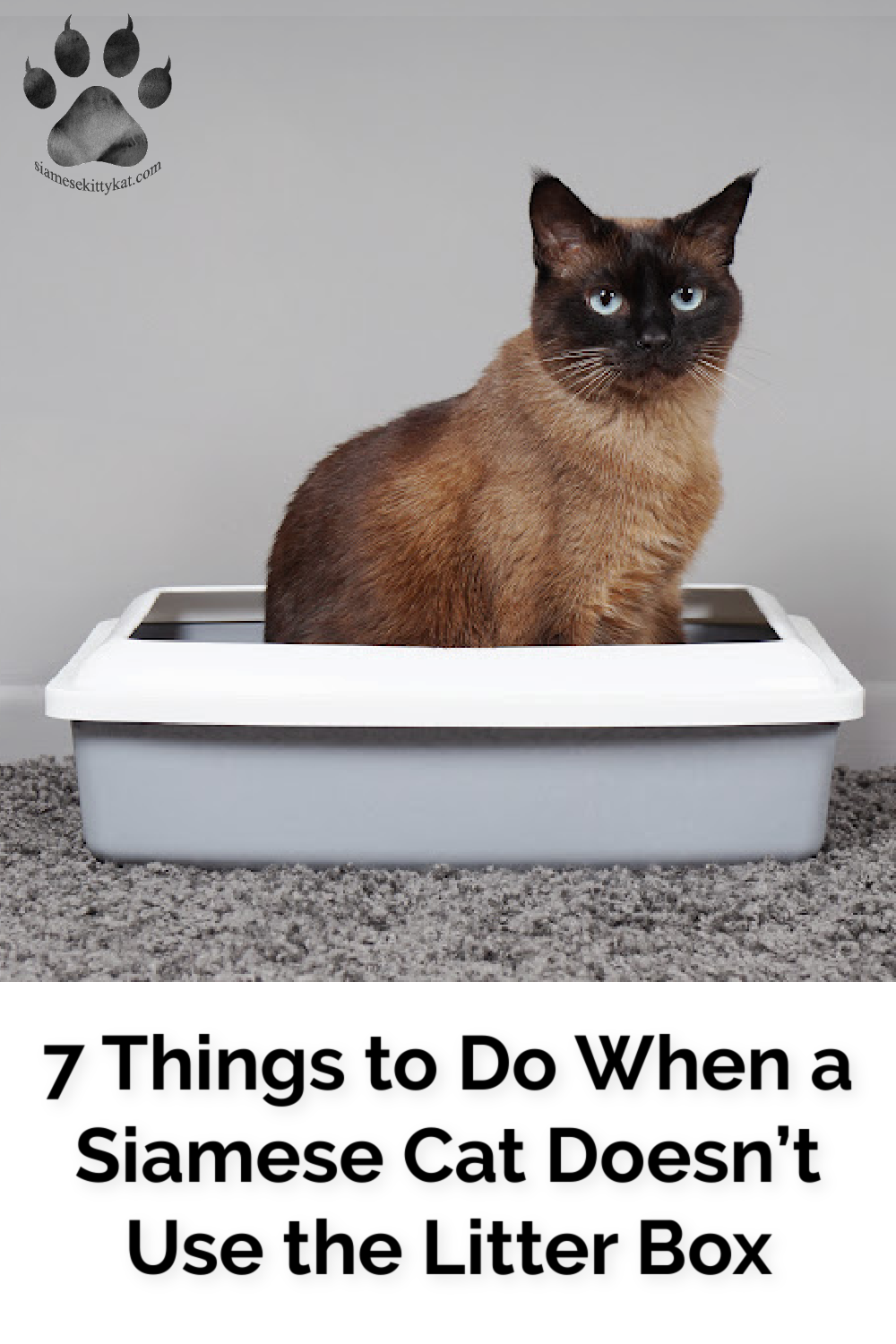 Siamese Cat Won’t Use Litter Box? 7 Effective Solutions