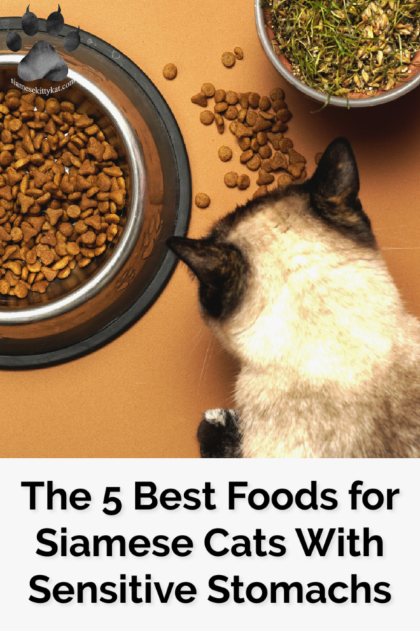 Best Foods for Siamese Cats 5 Options for Sensitive Stomachs