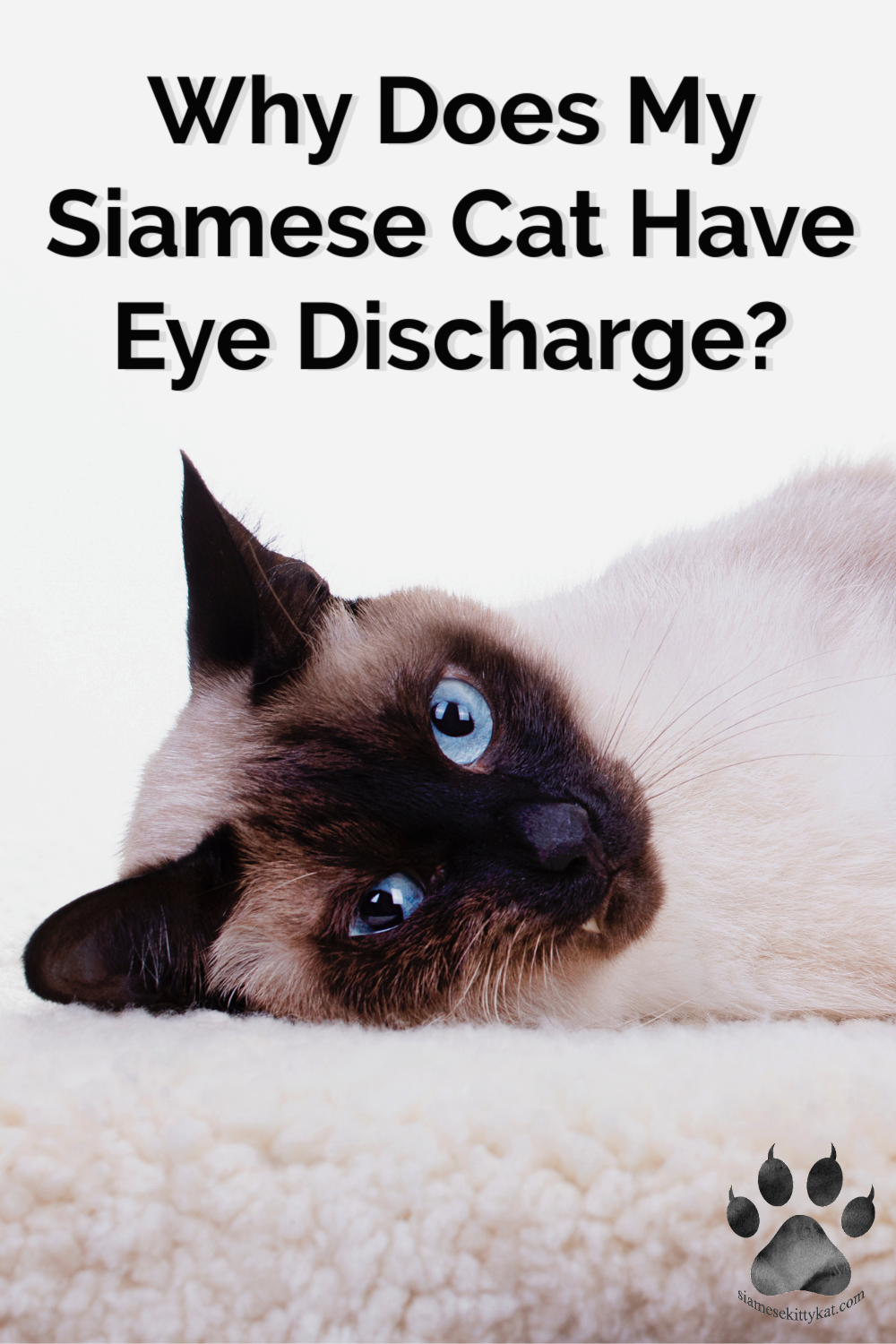 Siamese Cat Eye Discharge: Causes and Solutions