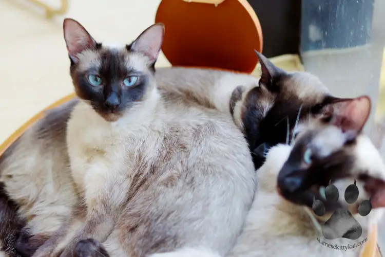 A group of Siamese cats with purebred characteristics such as color points, blue eyes and affectionate character. Photo by Katerina Gasset, experienced Siamese cat breeder and owner of Siamese cats...
