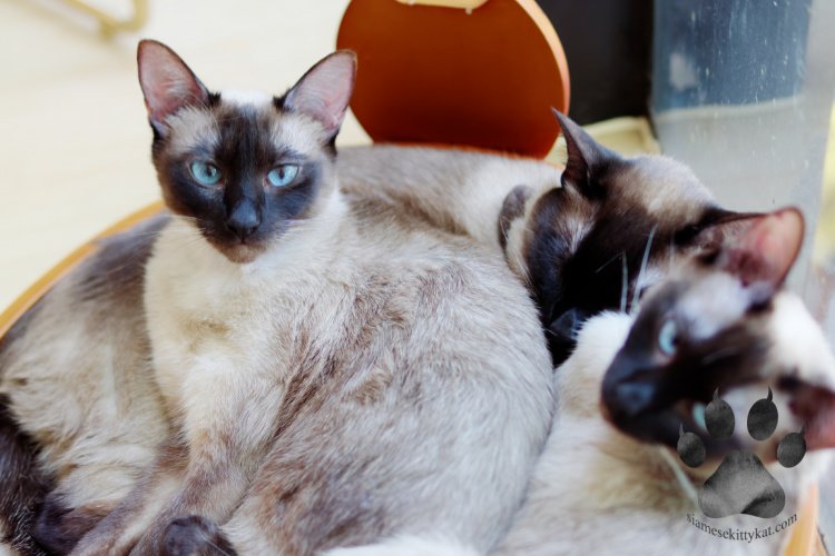 A group of Siamese cats with purebred characteristics such as color points, blue eyes and affectionate character. Photo by Katerina Gasset, experienced Siamese cat breeder and owner of Siamese cats...