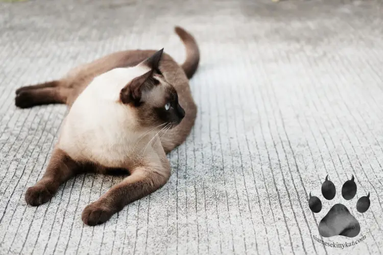 Purebred Siamese cat lying down the pavement...