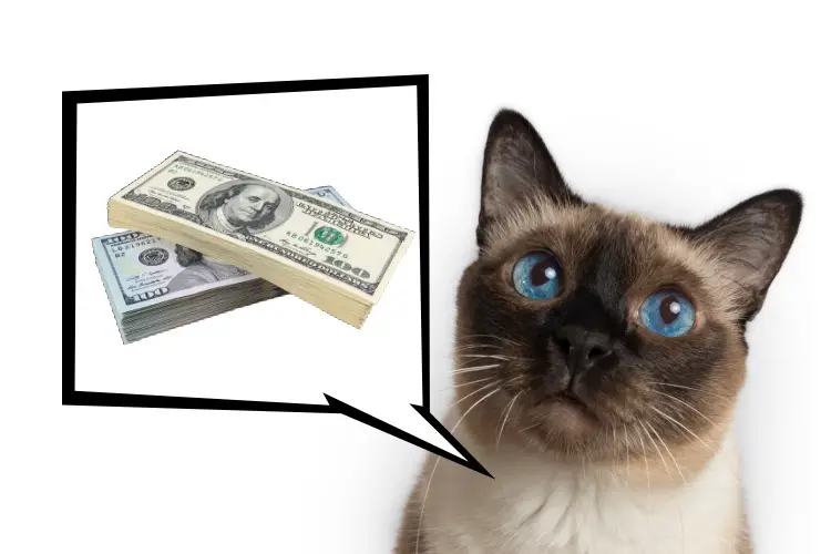 Photo of a Siamese cat with image of dollars on the side...