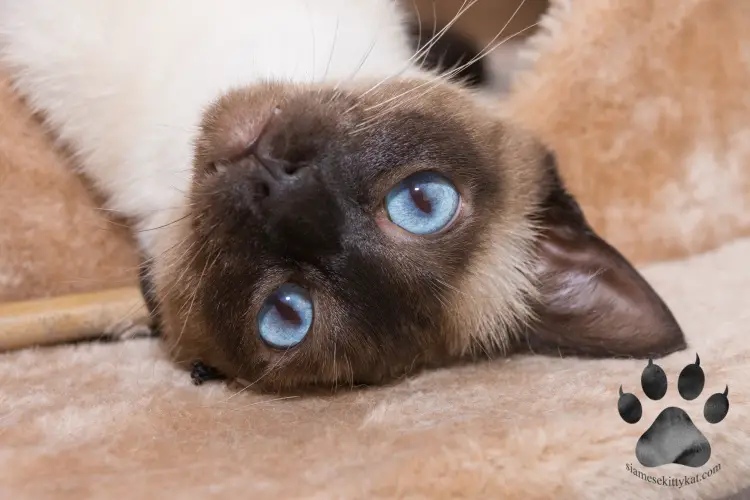 Photo of a Siamese cat showing its purebred characteristics like blue eyes, color points and being energetic. Image by Katerina Gasset, author of the SiameseKittyKat.com website and owner of two Siamese cats...