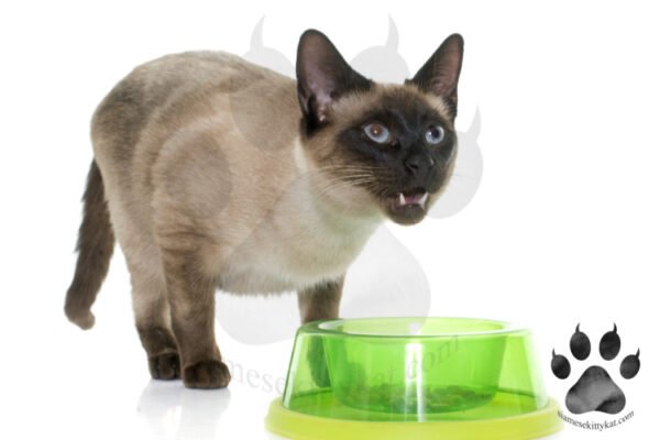 siamese-cat-diet-wet-vs-dry-food-a-comparison