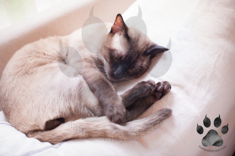 Seal Point Siamese cat, Robyn, sleeping with her tail tucked beneath her legs