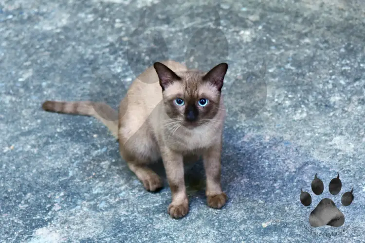 Siamese cat with striped tail looking at the camera