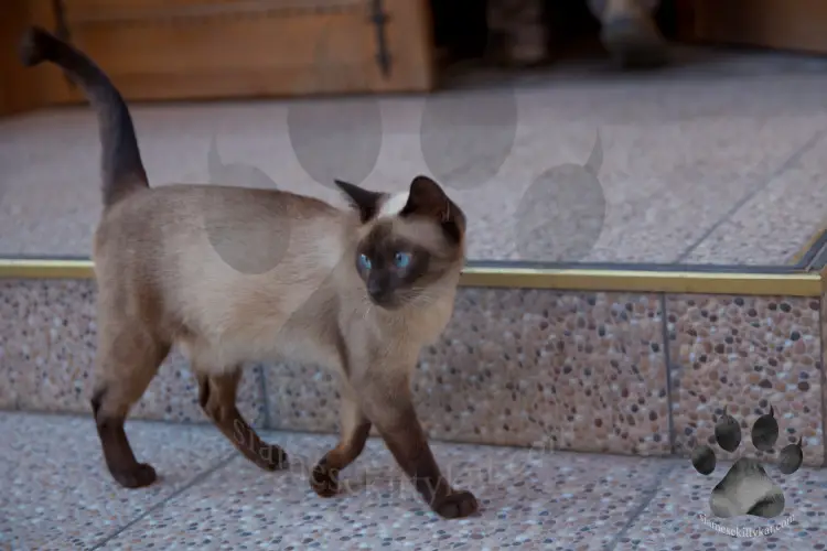 Chocolate Point Siamese cat walking with its tail upright