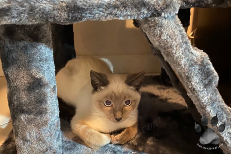 Photo of Batman, blue point Siamese cat, sitting on a cat tree staring intently at a sofa furniture. Photo by Katerina Gasset, owner and author of the Siamese Kitty Kat website...