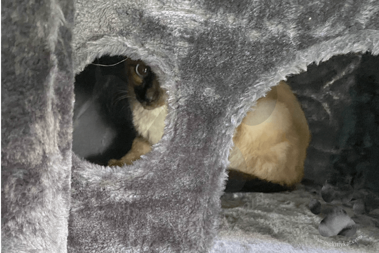 Photo of Siamese cat on a cat tree/ scratching post - a great way to prevent cats from scratching furniture. Image captured by Siamese cat owner, Katerina Gasset...