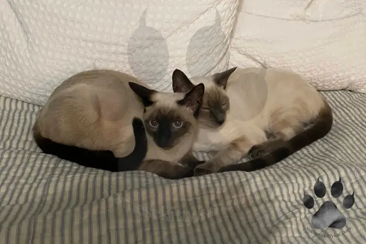 Seal Point vs. Chocolate Point Siamese: 3 Interesting Differences - Siamese  Kittens & Cats- FAQ- Shop-Information