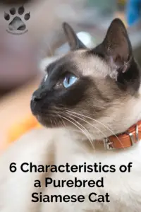 Photo of a seal point Siamese cat with blue eyes and a brown collar...