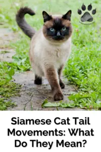 Chocolate Point Siamese Cat With tail pointed upwards