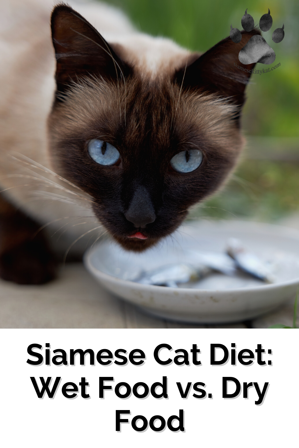 Siamese Cat Diet Wet vs. Dry Food A Comparison