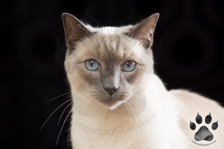 siamese cats blue point