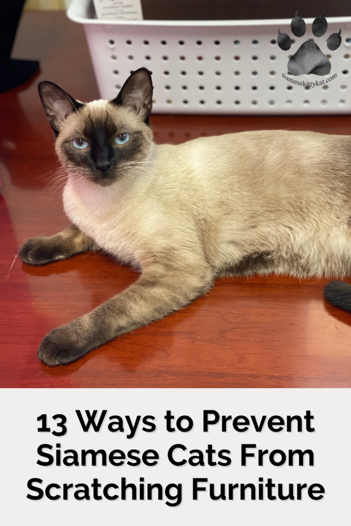 Photo of Robyn- chocolate point Siamese cat of Katerina Gasset, former Siamese cat breeder and decade-long Siamese cat owner