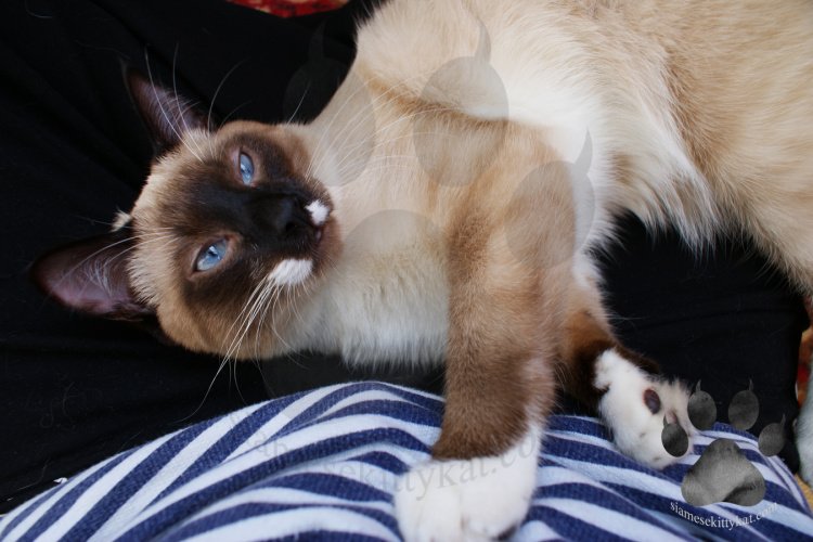 lynx point snowshoe siamese cats