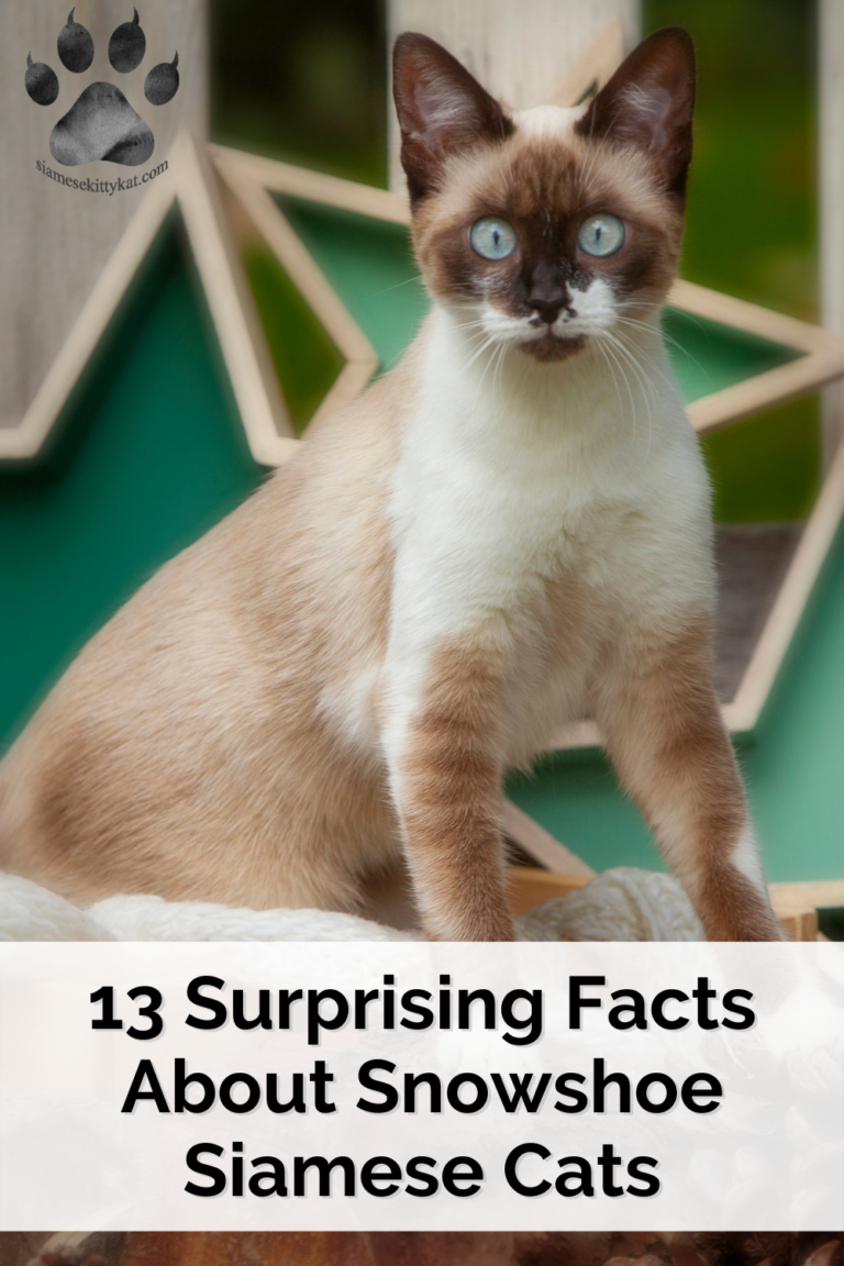 Snowshoe Siamese Cats 13 MustKnow Facts