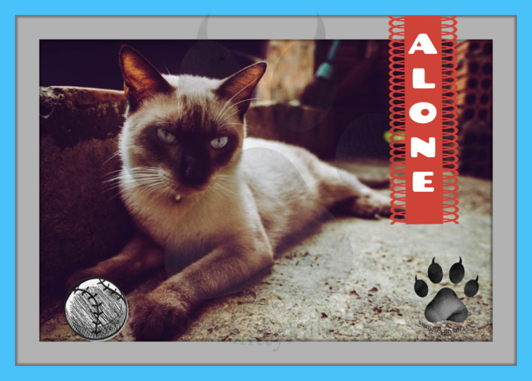 Siamese Cats and Solitude Do They Prefer to Be Alone?