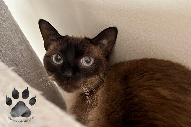 Photo of Robyn - chocolate point Siamese cat of Katerina Gasset who was a former Siamese cat breeder for decades and owner of two Siamese cats...