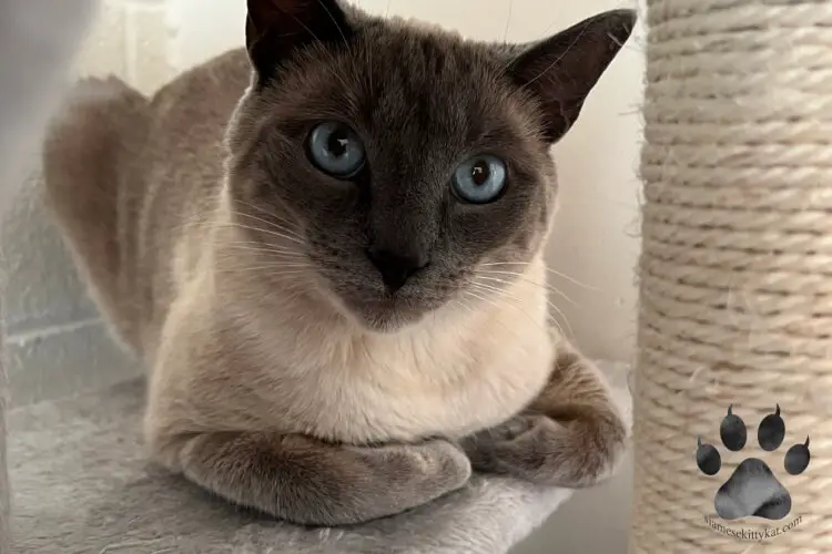 How Long Do Siamese Cats Live? Siamese Cats Rule