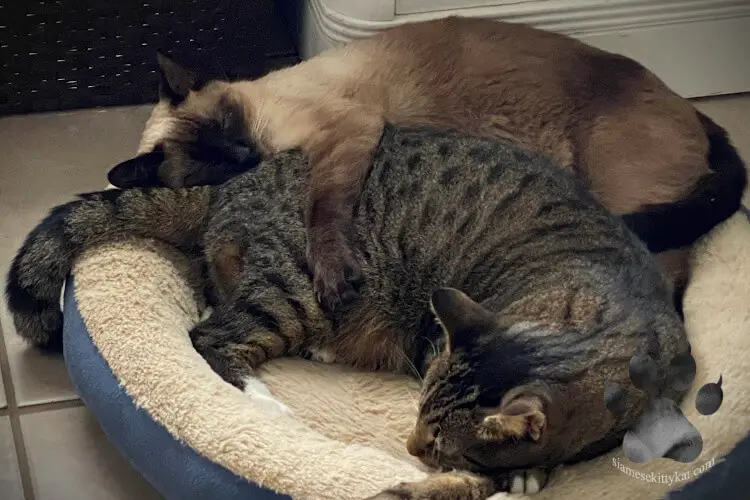 Photo showing a seal point SIamese cat and American Shorthair sleeping on the same cat bed. Image captured by their owner, Katerina Gasset, author of the Siamese Cat website...