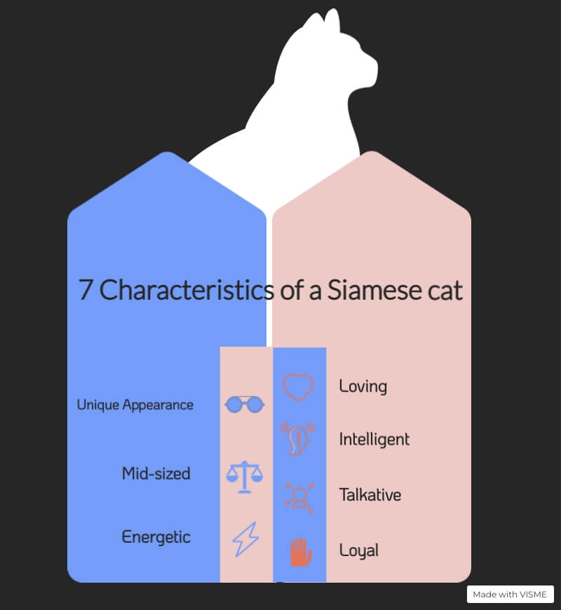 Infograph showing the characteristics of a purebred Siamese cat...