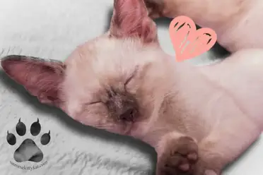When Do Siamese Kittens Open Their Eyes 