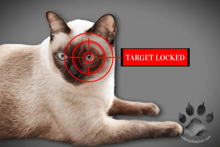 Photo showing a Siamese cat locked on a target while hunting. Image by Katerina Gasset, experienced Siamese cat breeder and owner and author of the SiameseKittyKat.com website...