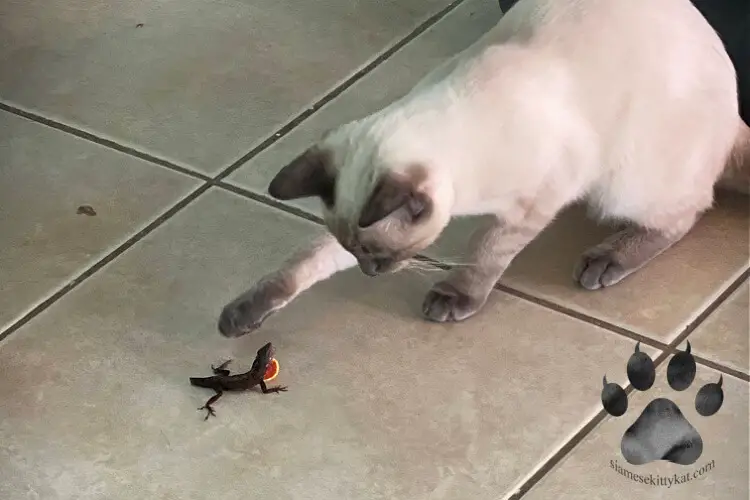 Photo of Batman- blue point Siamese cat of Katerina Gasset playing with a toy lizard...