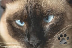 Siamese Cat's Red Eyes: Causes and Solutions