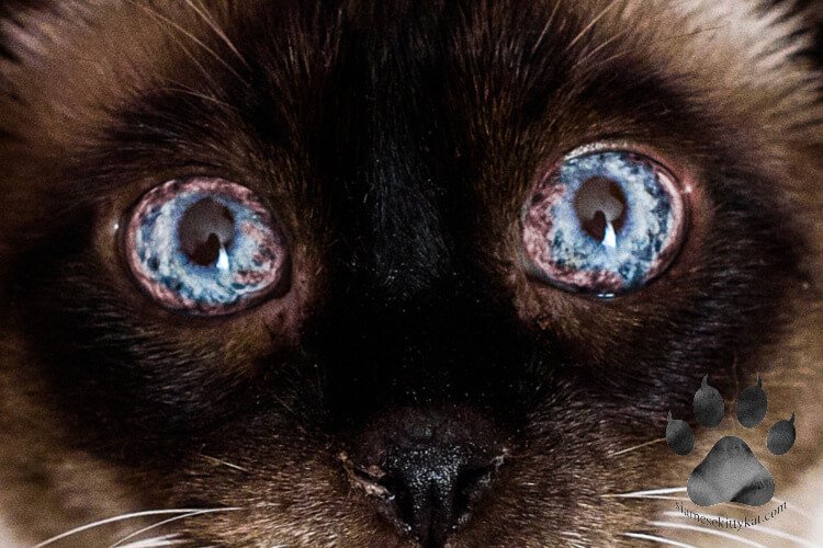 Siamese Cat s Red Eyes Causes And Solutions