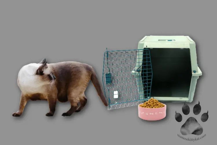 Photo of a Siamese cat leaving his carrier...