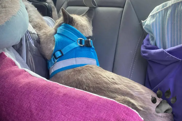 Photo of Batman- blue point Siamese cat of Katerina Gasset, traveling via car...