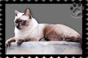 Cat Kneading Habits In Siamese Cats Reference: Siamese Cats Kneading Why It Happens And What It Means