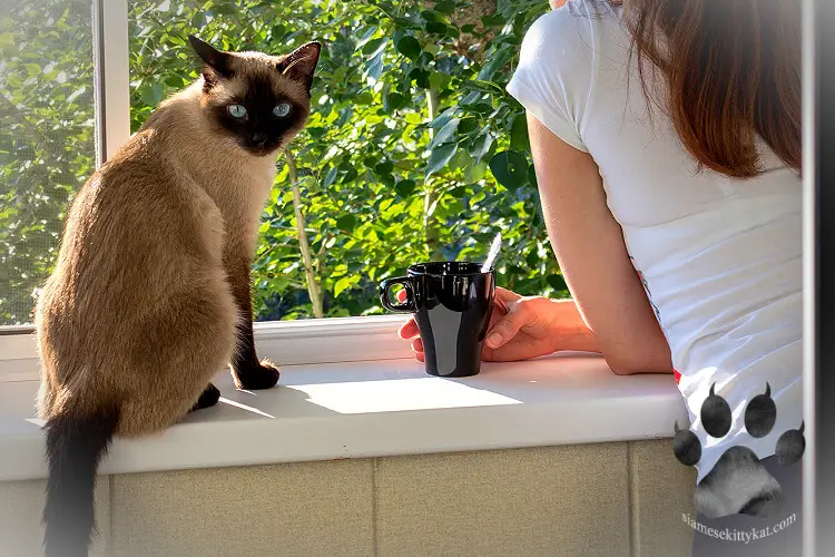 Photo of a Siamese cat and his owner both perched on a window... 
