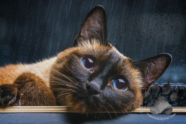 Can Cats Sense When Humans Are Sick